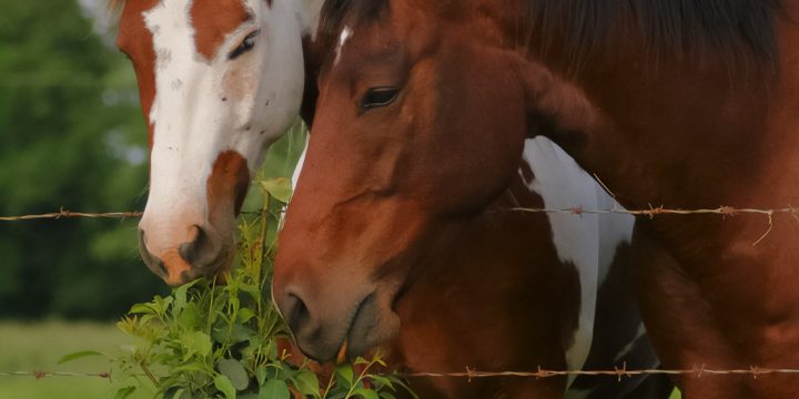 Magic of Metabolism: How Nutrition Saves Liver Health In Horses